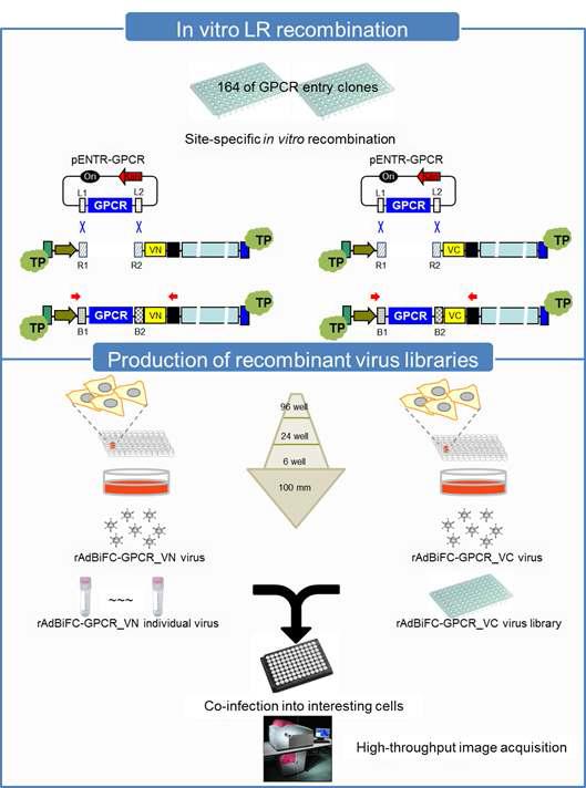 GPCR-아데노바이러스 라이브러리의 제작 및 분석에 관한 모식도.