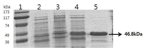 GST가 재조합되어 있는 발현 벡터 pGST4T-1에 클로닝하여 E.coli BL21에 형질전환시킨 TP20.8kDa 을 1mM IPTG를 첨가하여 30℃에서 6시간을 발현 유도 시킨 후에 Glutathione Sepharose 4B resin을 이용하여 정제하였다. lane 1: Protein molecular weight markers, lane 2: pGST4T-1+IPTG (1mM), lane 3: pGST4T-1-CsTP20.8, lane 4 : pGST4T-1-CsTP20.8+IPTG (1mM) lane 5: Fusion protein purifiled with glutatione Sepharose 4B