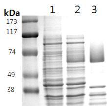 GST가 재조합되어 있는 발현 벡터 pGST4T-1에 클로닝하여 E.coli BL21에 형질전환시킨 TP31.8을 1mM IPTG를 첨가하여 20도에서 5시간을 발현 유도 시킨 후에 Glutathione Sepharose 4B resin을 이용하여 정제하였다. lane 1: pGST4T-1-CsTP31.8, lane 2 : pGST4T-1-CsTP31.8+IPTG (1mM) lane 3: Fusion protein purifiled with glutatione Sepharose 4B