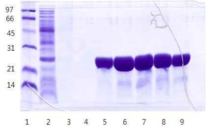 Glutathione-S-transferase 26 정제도 lane 1: Protein molecular weight markers, lane 2: first washing sol. after elution lane 3 ~ 4: second and third washing sol. lane 5 ~ 9: recombinant protein after elution