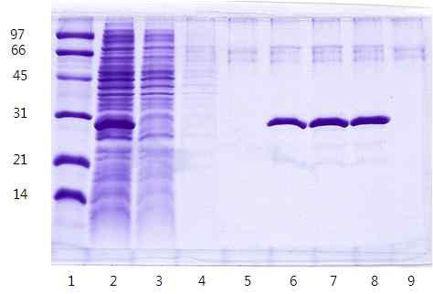 Glutathione-S-transferase 28 정제도 lane 1: Protein molecular weight markers, lane 2: Induction lane 3: non-induction lane 4 ~ 5: first and second washing sol. lane 6 ~ 9: recombinant protein after elution