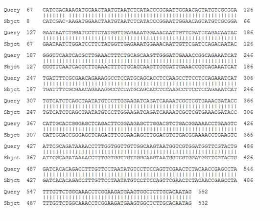 Sequence aligment of Clonorchis sinensis, Tegumental protein 20.8kDa