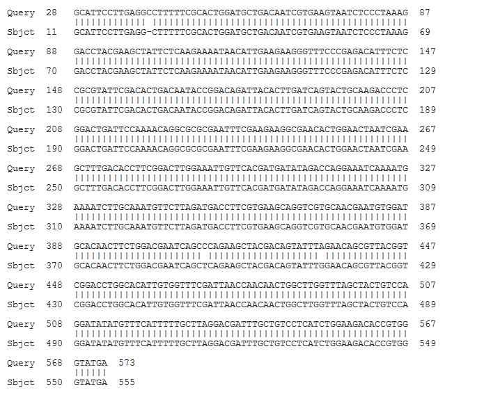 Sequence aligment of Clonorchis sinensis, Tegumental protein 22.3kDa