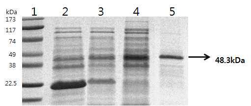 GST가 재조합되어 있는 발현 벡터 pGST4T-1에 클로닝하여 E.coli BL21에 형질전환시킨 TP22.3을 1mM IPTG를 첨가하여 30도에서 6시간을 발현 유도 시킨 후에 Glutathione Sepharose 4B resin을 이용하여 정제하였다. lane 1: Protein molecular weight markers, lane 2: pGST4T-1+IPTG (1mM), lane 3: pGST4T-1-CsTP22.3, lane 4 : pGST4T-1-CsTP22.3+IPTG (1mM) lane 5: Fusion protein purifiled with glutatione Sepharose 4B