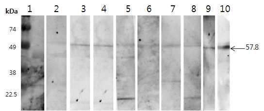 정제된 간흡충 재조합 단백질(pGST4T-1-CsTP31.8)를 100ug을 SDS-PAGE를 수행한 다음 니트로셀룰로오스 막(nitrocellulose membrane)으로 옮긴 후 간흡충증 환자들의 혈액과 실온에서 1시간 반응시켰다. 이것을 0.1% Tween20 이 포함된 PBS로 씻은 후 항 인간면역글로블린-HRP 축합체 (anti-human IgG-HRP conjugate)와 반응시켰다. lane 1: normal serum; lane 2~10: clonorchiasis patient sera