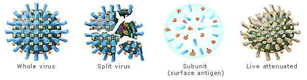 인플루엔자백신의 제형 - 전바이러스, 분할 바이러스, 아단위 및 약독화생 백신.