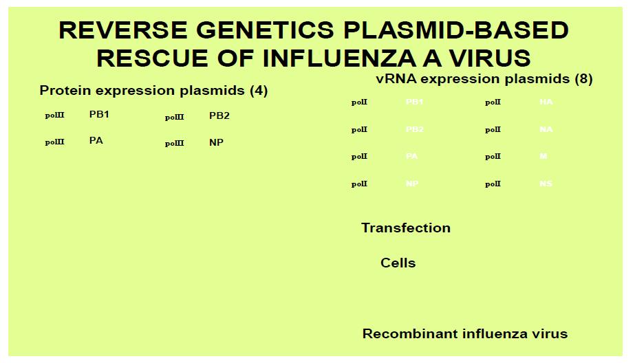 Reverse genetics system of influenza virus
