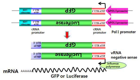 Mini-replicon plasmid for influenza virus