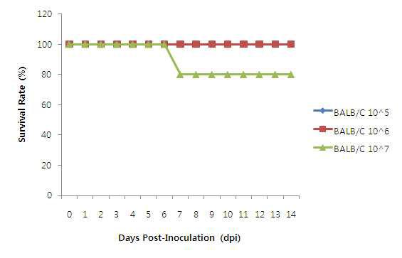신종 인플루엔자바이러스 접종 후 14일 동안의 생존율