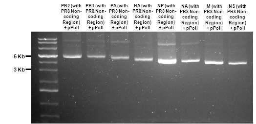 pPolI Vector 로의 cloning 결과