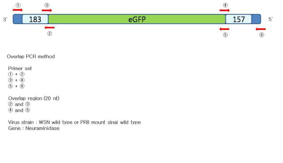 pPolI NA(183)GFP(157)을 구축하기 위한 다이어그램