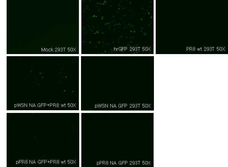 바이러스를 이용한 pPolI NA(183)GFP(157)의 GFP 발현 확인