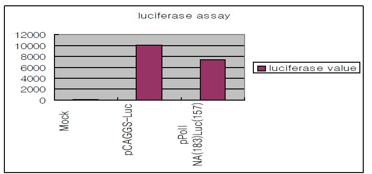 Luciferase assay 결과