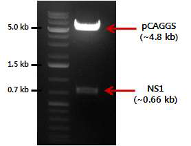 NheI 과 EcoRI 제한효소 처리 결과