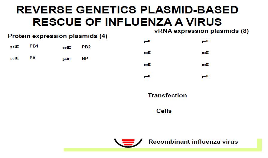 Reverse genetics system of influenza virus