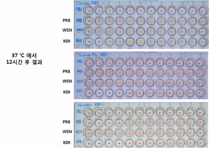 포유류와 조류의 혈구를 이용한 적혈구응집반응과 NA 유전자의 역할