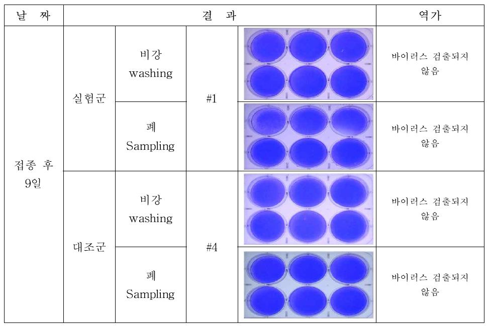 바이러스 검출을 위한 Plaque assay 결과