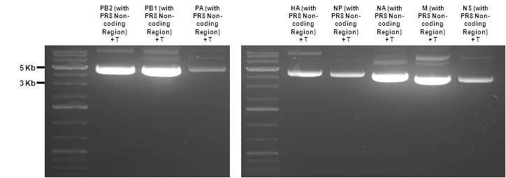 pGEM T-Easy Vector Cloning 결과