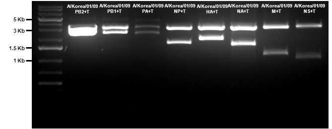 NotI 처리 결과; Non-coding Region을 포함하는 신종 인플루엔자 바이러스 각 유전자분절을 포함하는 pGEM T-Easy Vector 의 확인