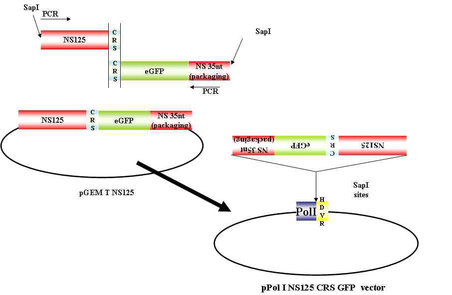 pPol I NS125 CRS GFP vector 구축하기 위한 다이어그램