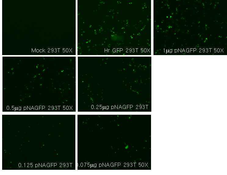 pPolI NA(183)GFP(153)의 GFP 발현 확인