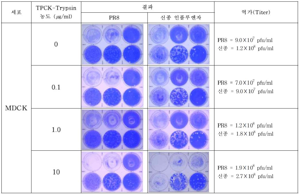 TPCK-Trypsin 농도에 따른 Plaque assay 결과