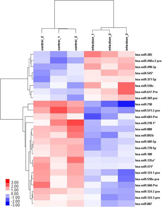 신종 인플루엔자바이러스에 의한 촉진 또는 억제 microRNAs