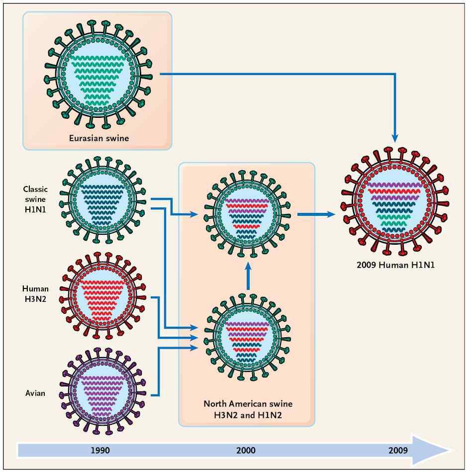 신종 인플루엔자 바이러스의 기원과 탄생