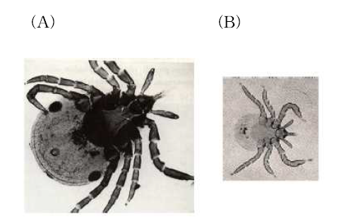 B. burgdorferi가 분리된 진드기