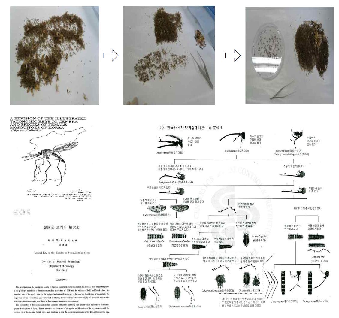 모기 분류 및 동정