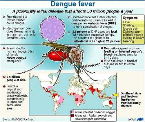 Dengue fever virus