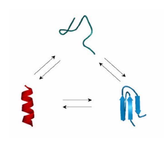 프리온 단백질의 random-to-α 와 random-to-β로의 구조 변화 예상 모델