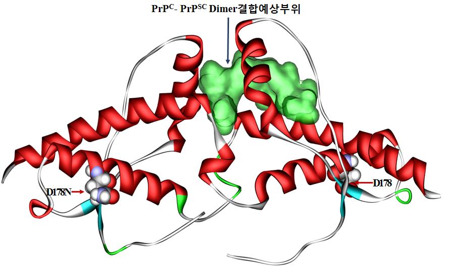 PrPC-PrPSC Dimer의 저해제 결합 예상 부위