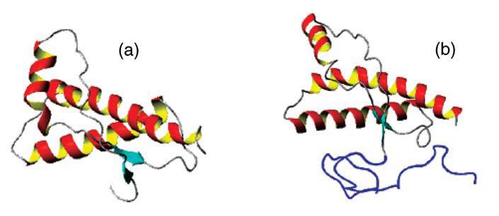 (a) PrPC NMR구조, (b) 분자동역학 예측구조
