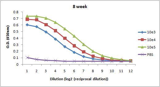 CASI 바이러스 접종후 8주 후 혈청내 IgG 항체