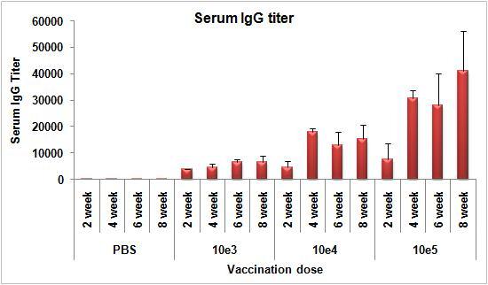 생백신 접종후 기간별 serum IgG titers