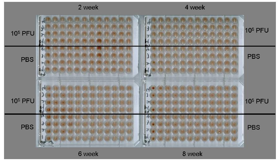 Cross-reactive HI titer against A/Brisbane/59/2007 (H1N1) Antiserum: from mice vaccinated with CA-SI 105 PFU or PBS, 2, 4, 6, 8 week Virus: A/Brisbane/59/2007 (H1N1)