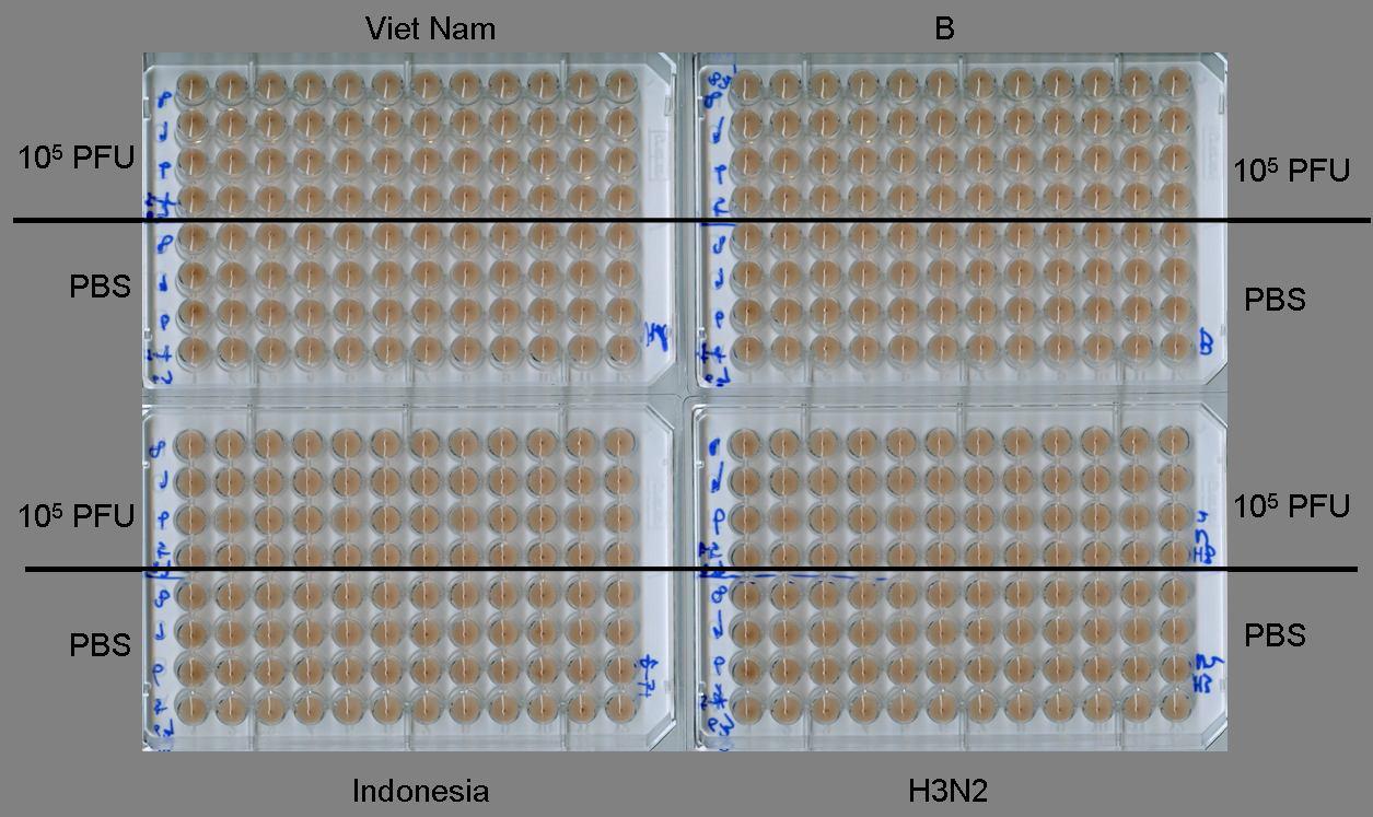 Cross-reactive HI titer against seasonal and pandemic H5N1 viruses Antiserum: from mice vaccinated with CA-SI 105 PFU or PBS, 6 week Virus: A/Brisbane/10/2007 (H3N2), B/Brisbane/60/2008 (B), CA-Indonesia/5/2005 (H5N1), CA-Viet Nam/HN31242/2007 (H5N1)