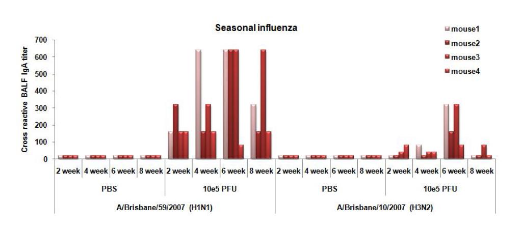 Cross-reactive BALF IgA antibody titer against seasonal influenza