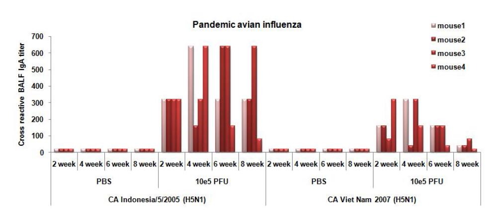 Cross-reactive BALF IgA antibody titer against pandemic influenza