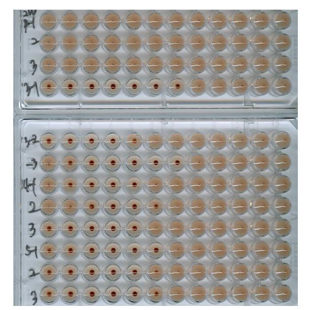 Serum HI assay (2 week)