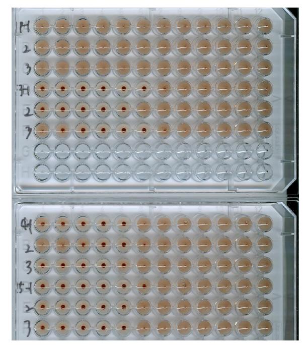 Serum HI assay (3 week)