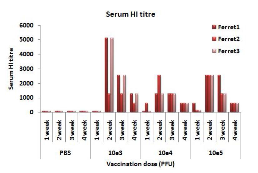 Ferret serum HI titers