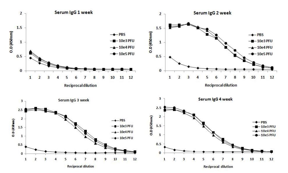 Ferret serum IgG