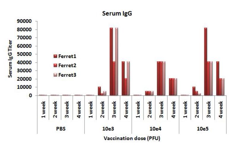 Ferret serum IgG titers