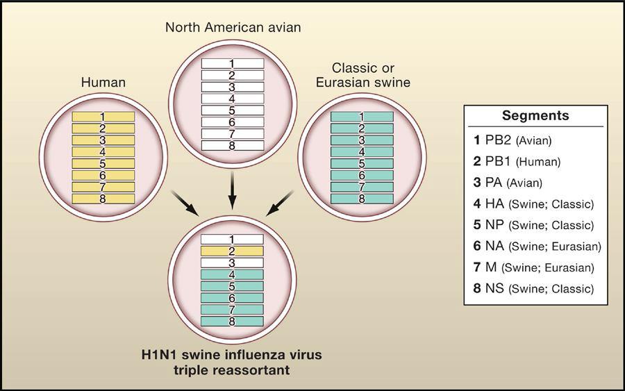 Lineage of the 2009 Swine Influenza Virus, Taia T. Wang et al. Unraveling the mystery of swine influenza virus. Cell(2009) 137. 983-985