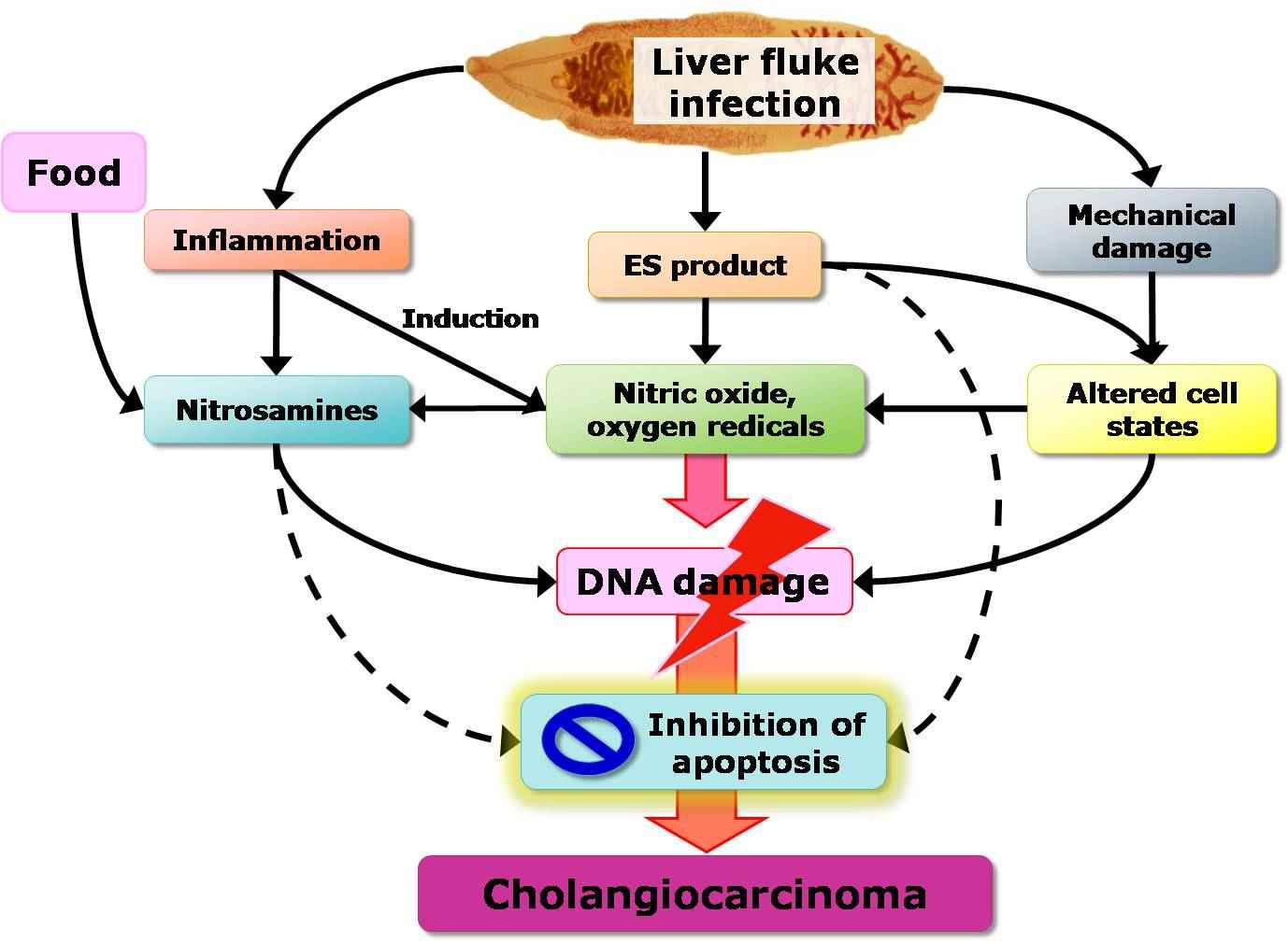 Proposed mechanisms of Cholangiocarcinoma initiation by C. sinensis infection