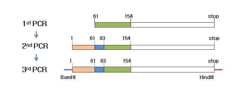 PCR scheme for 5'-end extension of TGF-beta receptor interacting protein 1 cDNA and homologous recombination. Number is nucleotides from the first methionine.