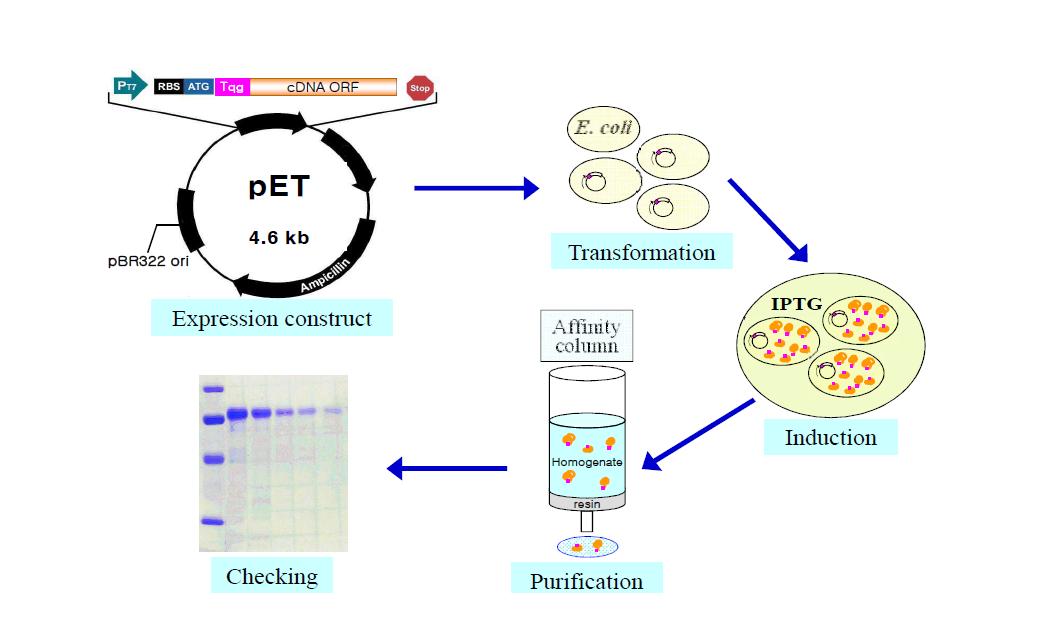 Flowchart for expression and purification of recombinant proteins.