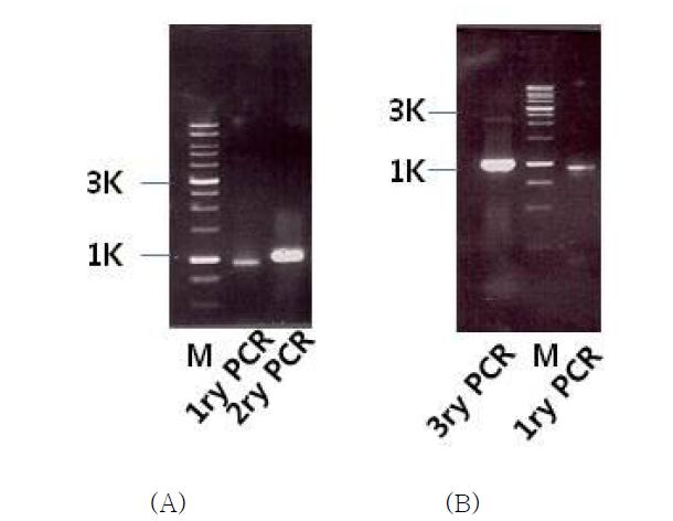 An extension PCR products of CsTRIP-1 cDNA run on agarose gel.